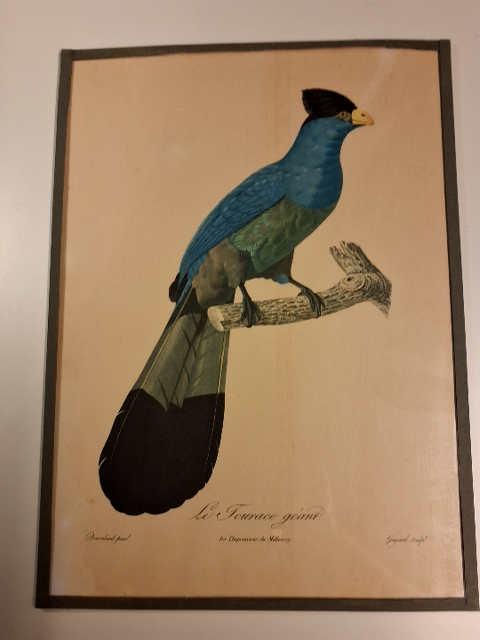 Jacques Barraband Eksotiske fugle